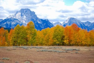 parc-yellowstone-flore