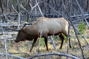 wapiti-yellowstone