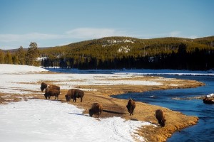 yellowstone-bisons